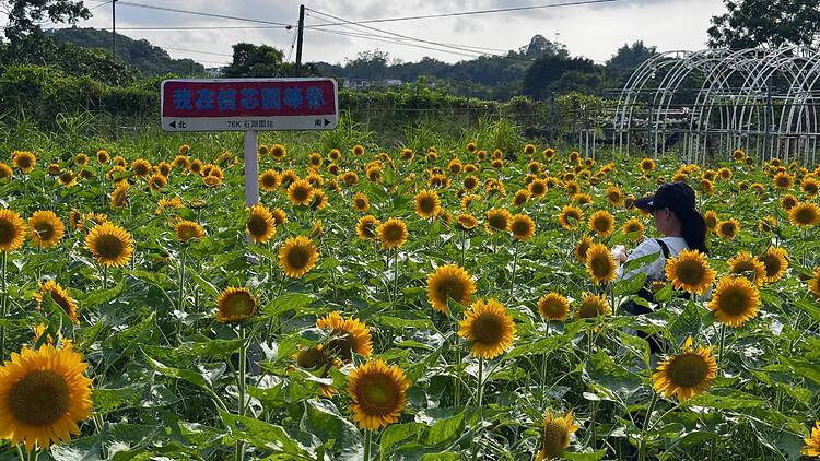 香港绝美向日葵花海！元朗信芯园万呎太阳花田盛放（附交通、入场详情）
